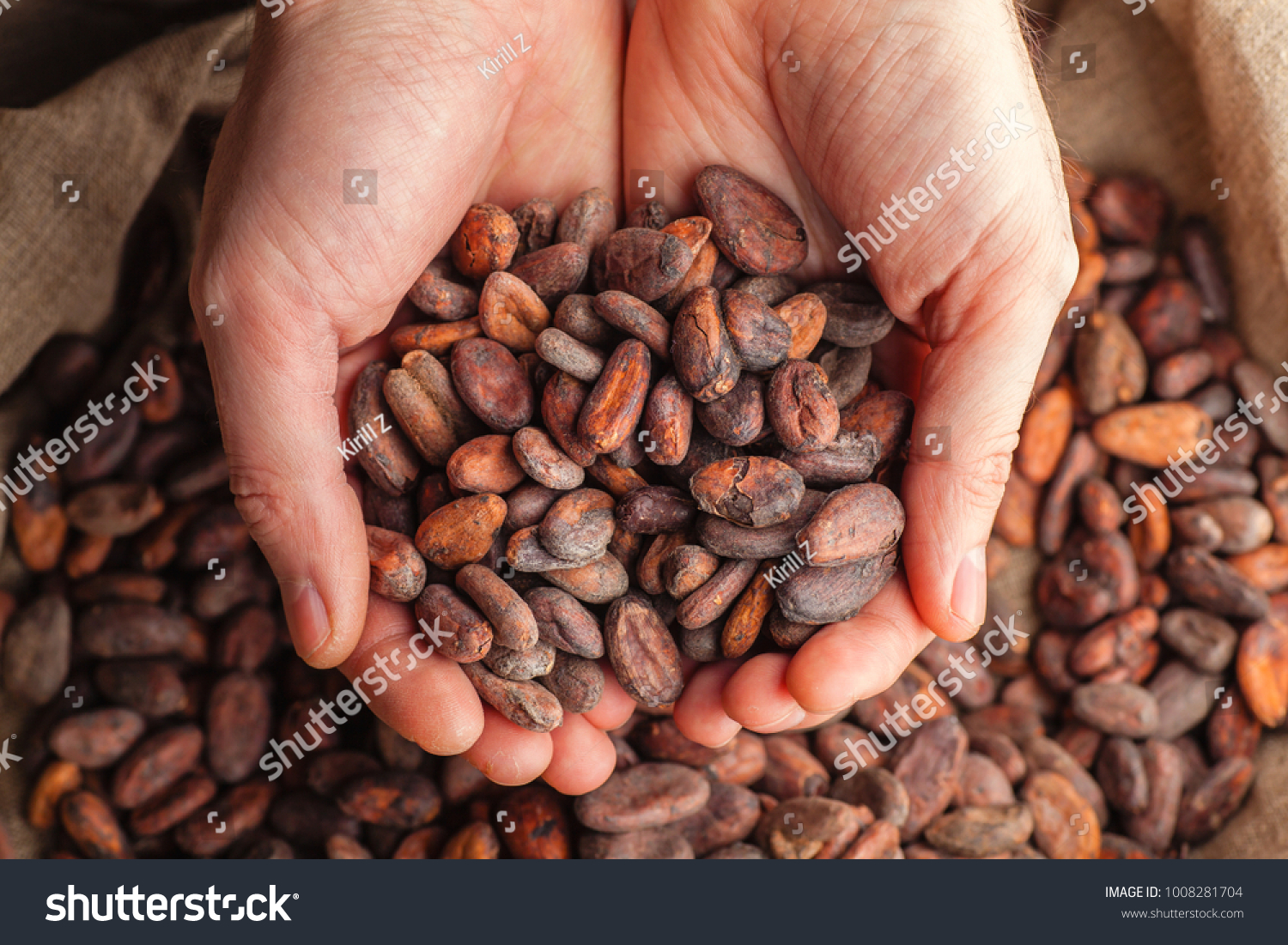 Hands holding freshly harvested raw cocoa beans over a bag with cocoa beans #1008281704