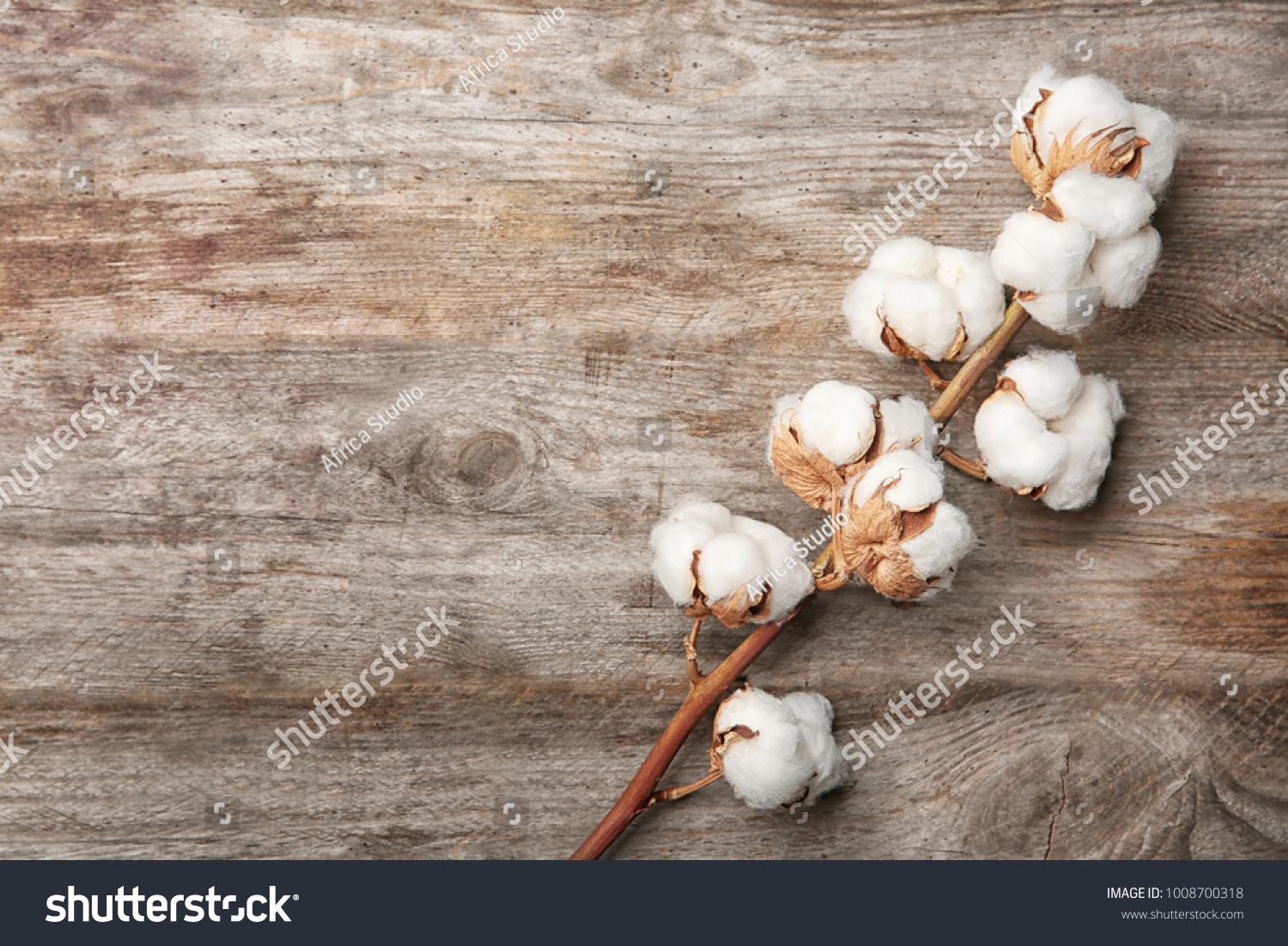 Cotton flowers on wooden background #1008700318