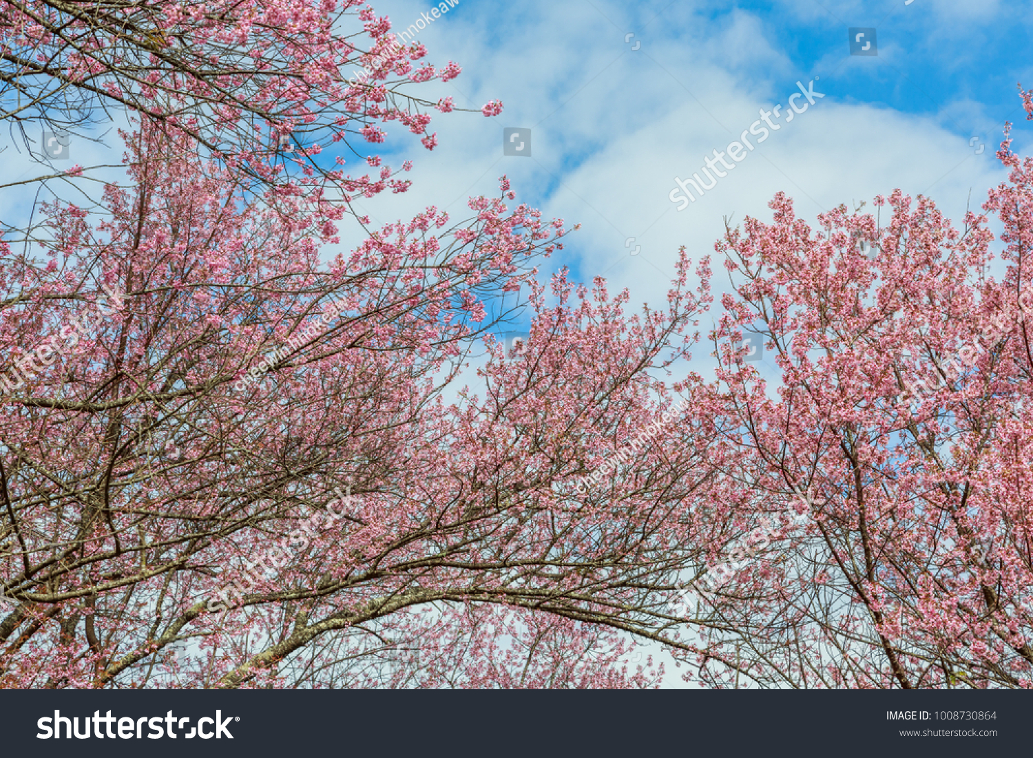 Wild Himalayan Cherry with blue sky background . Nan Province,Thailand #1008730864