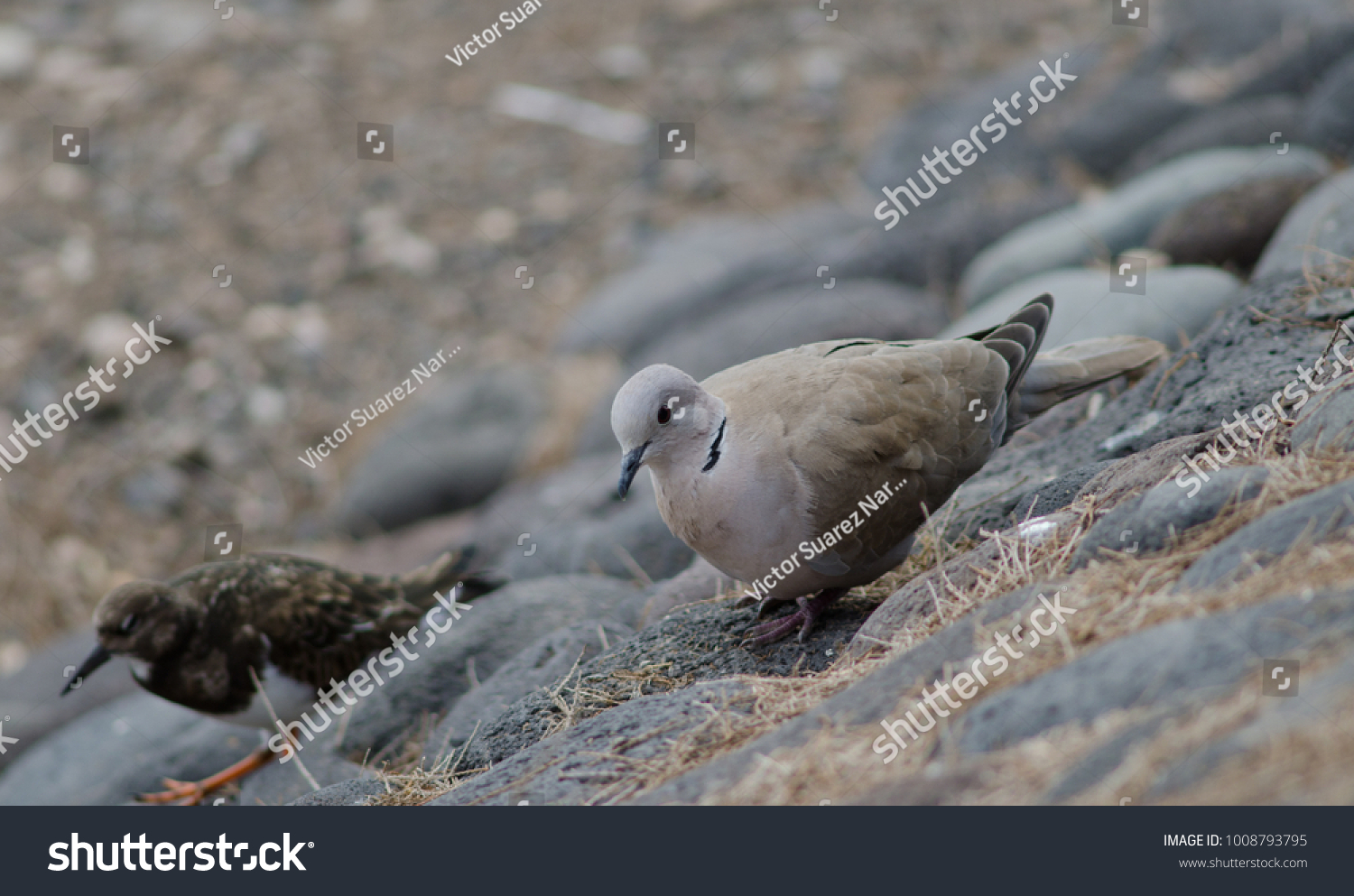 Eurasian collared dove (Streptopelia decaocto) and ruddy turnstone (Arenaria interpres). Playa de Arinaga. Agüimes. Gran Canaria. Canary Islands. Spain. #1008793795