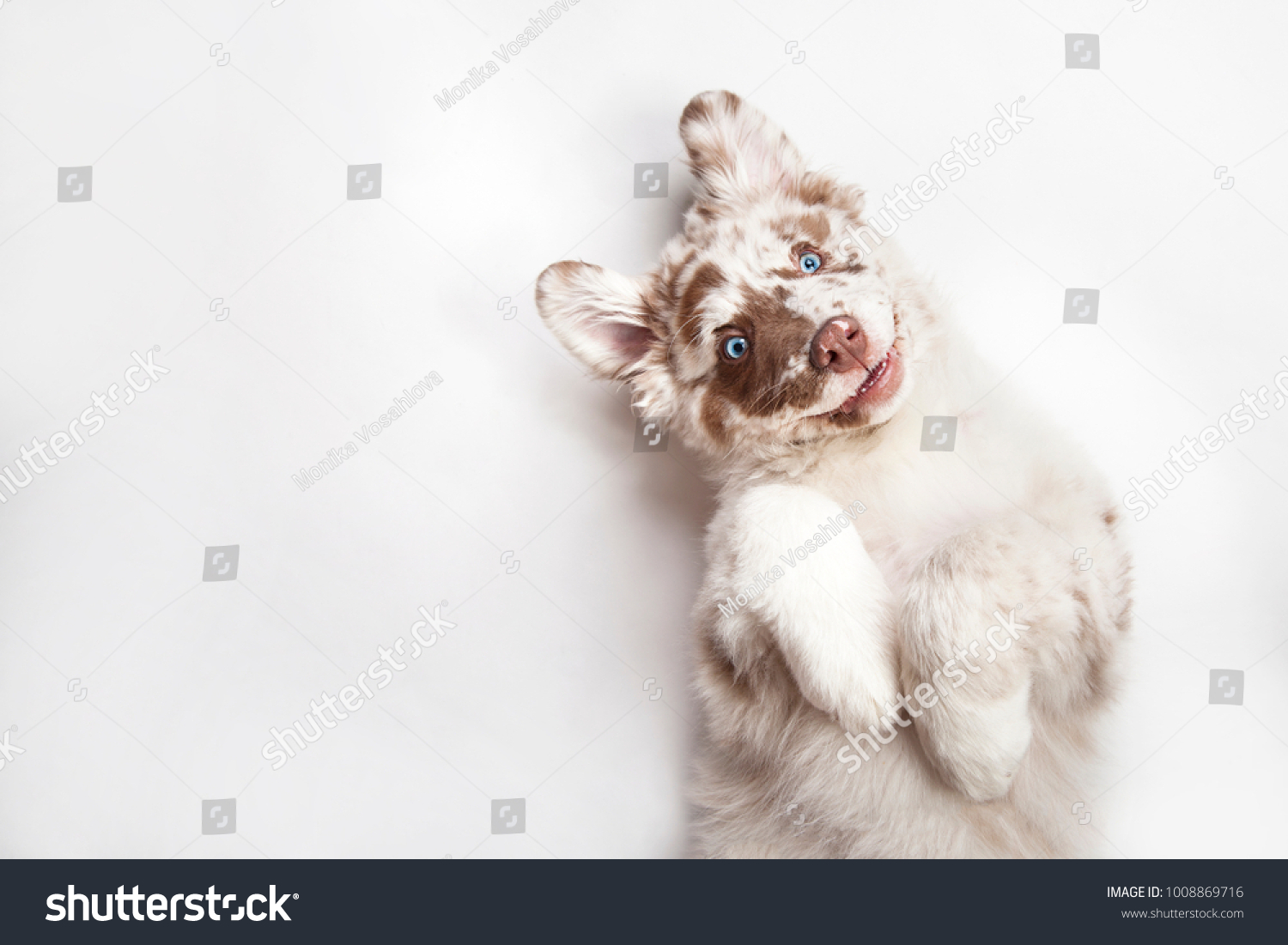 Funny studio portrait of the smilling puppy dog Australian Shepherd lying on the white background, giving a paw and begging #1008869716