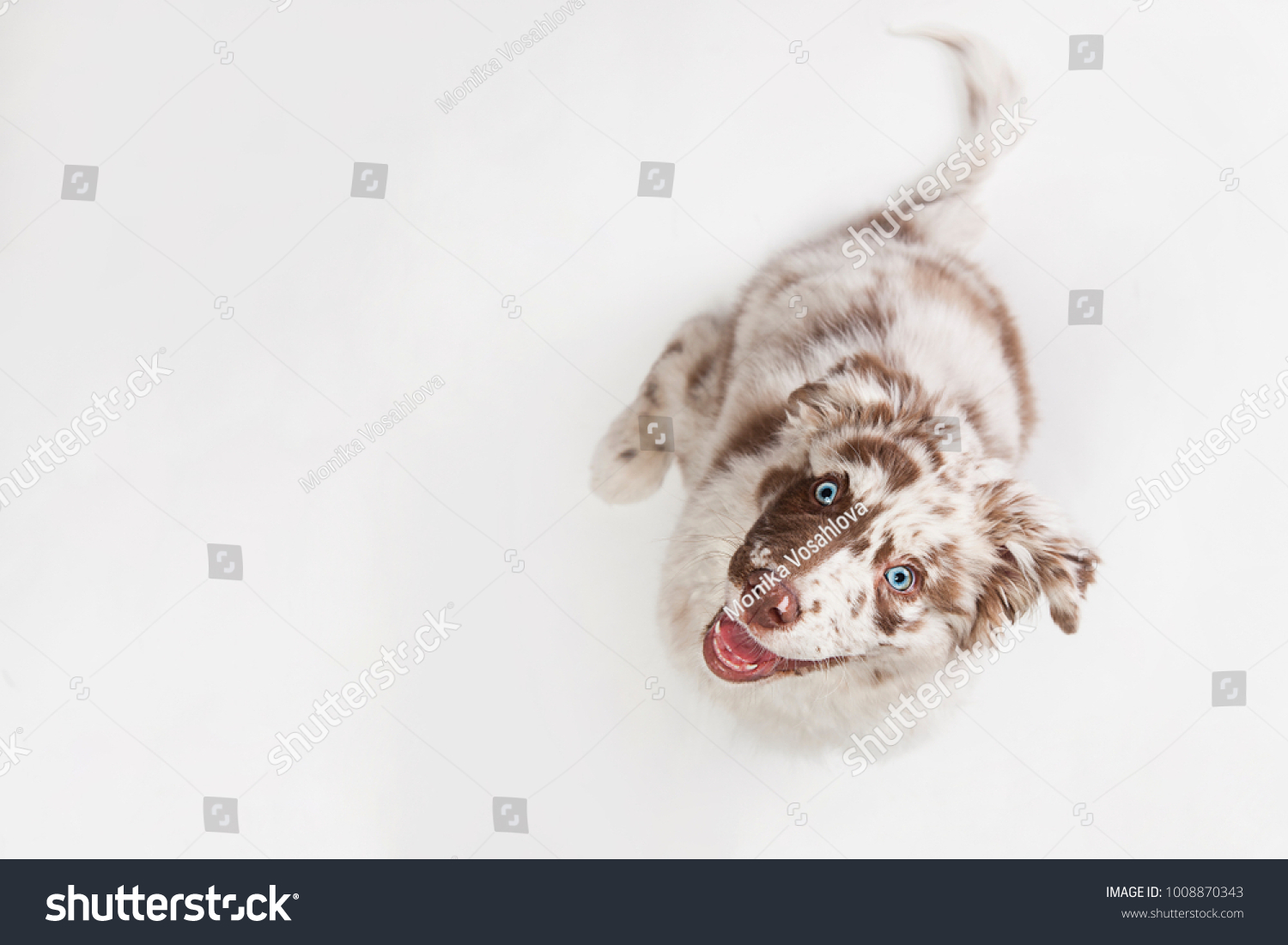 Funny top view studio portrait of the smilling puppy dog Australian Shepherd lying on the white background, gazing and waiting #1008870343