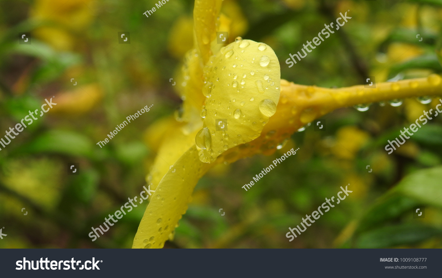 amazing Allamanda cathartica flower with water droplets. #1009108777