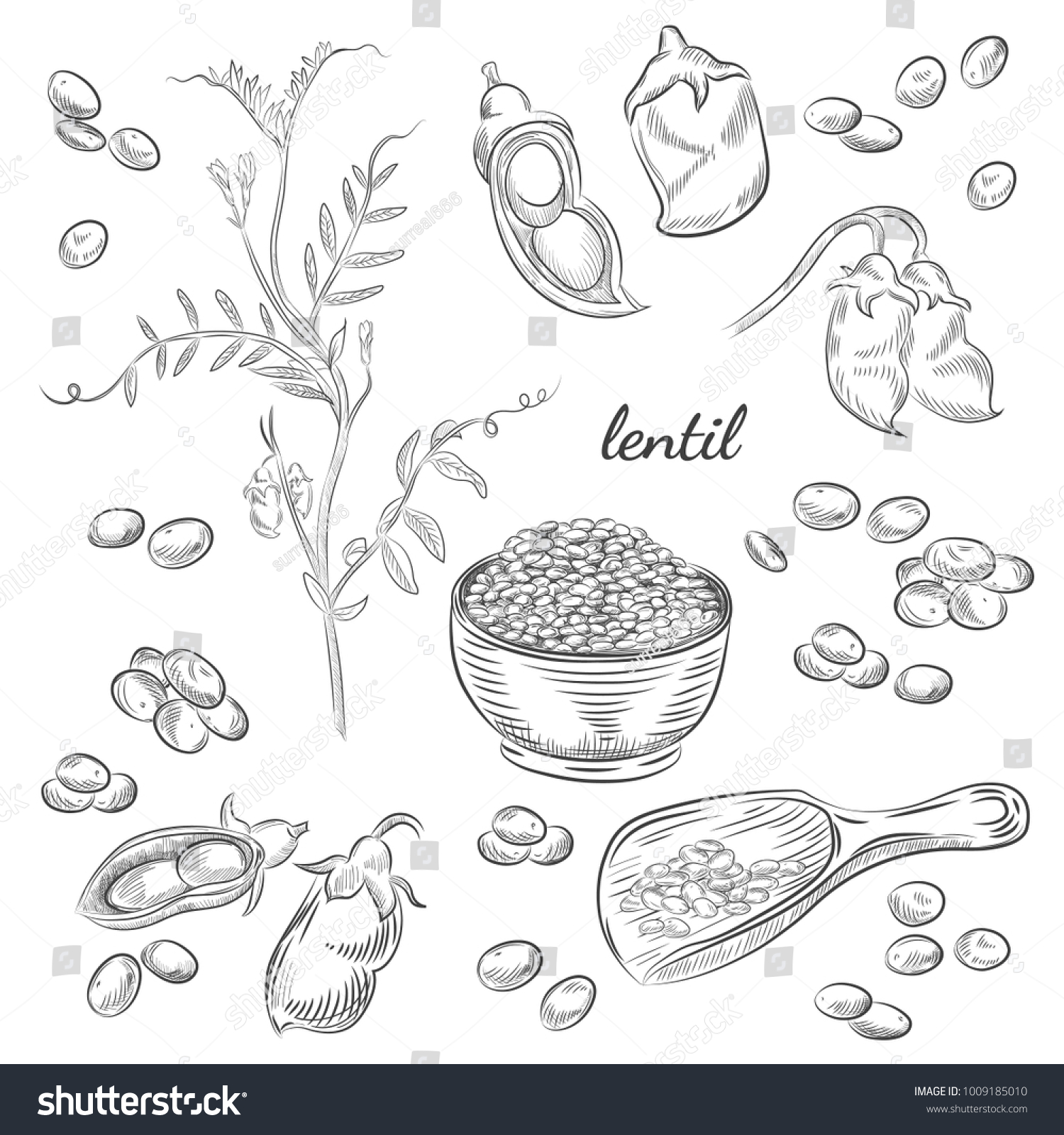 Lentil plant hand drawn illustration. Peas and pods sketches. Scoop for lentils isolated on white background. #1009185010
