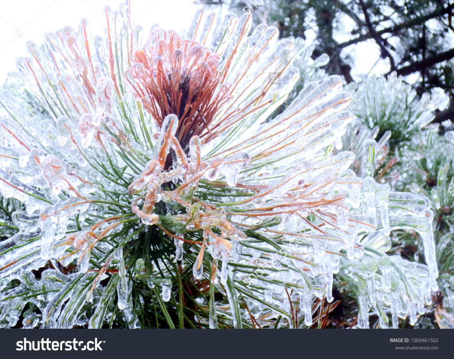 Frozen Pine Tree Needles After Ice Storm #1009461502