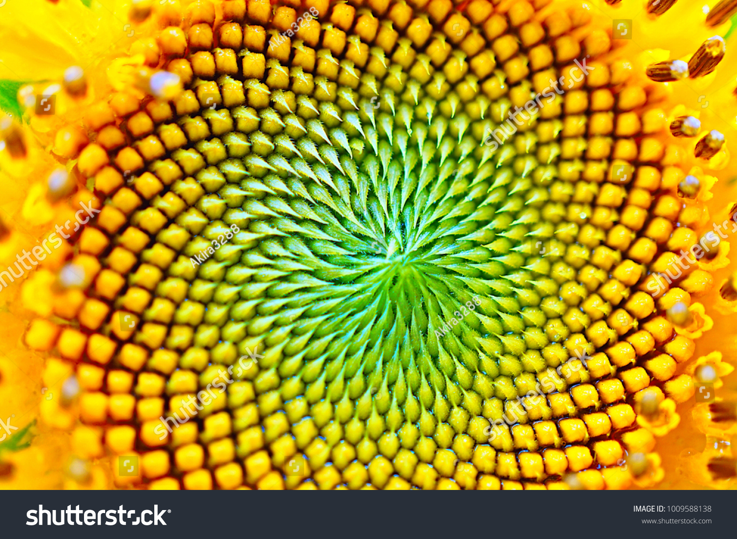 Sun flower in macro #1009588138