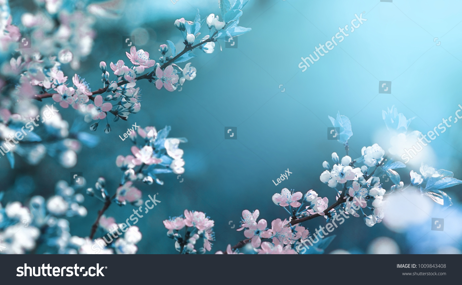 Beautiful floral spring abstract background of nature. Branches of blossoming apricot macro with soft focus on gentle light blue sky background. For easter and spring greeting cards with copy space #1009843408