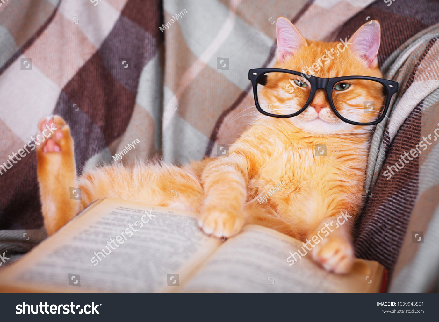 Cute red cat in glasses lying on sofa with book #1009943851