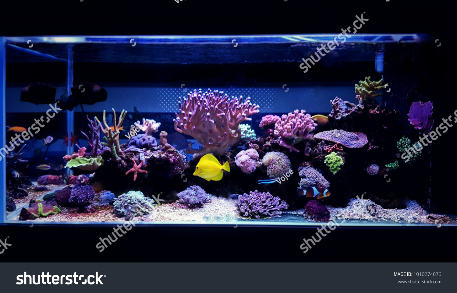 Coral reef aquarium tank scene #1010274076