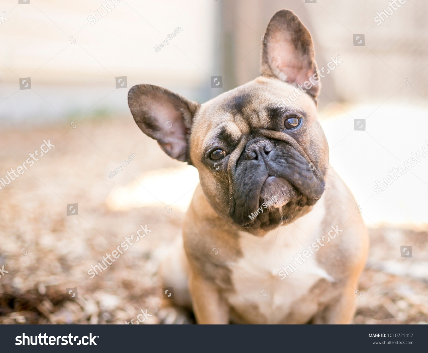 A cute fawn colored French Bulldog #1010721457