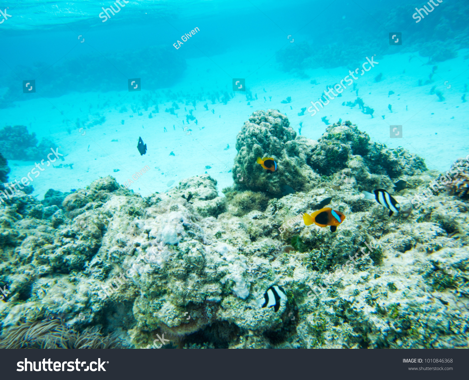 Damselfish, clown fish and surgeonfish swimming in the stunning coral reef in the Pacific Ocean off the coast of Yejele Beach in Tadine, Mare, New Caledonia #1010846368