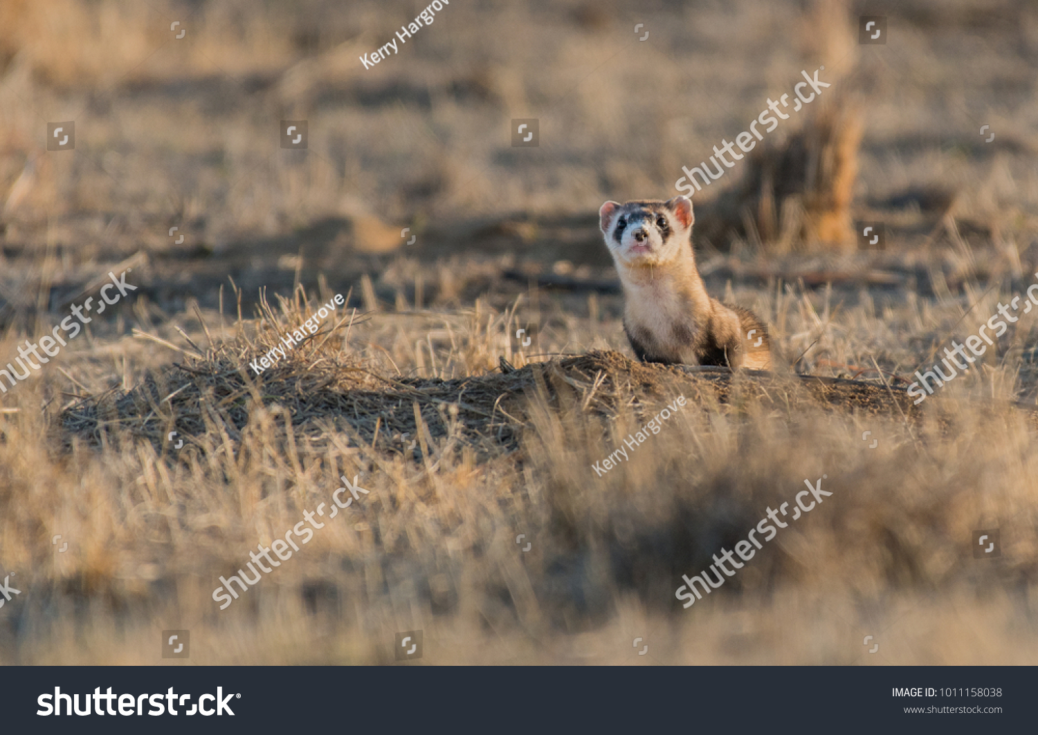 Black-footed Ferret on the Prairie #1011158038