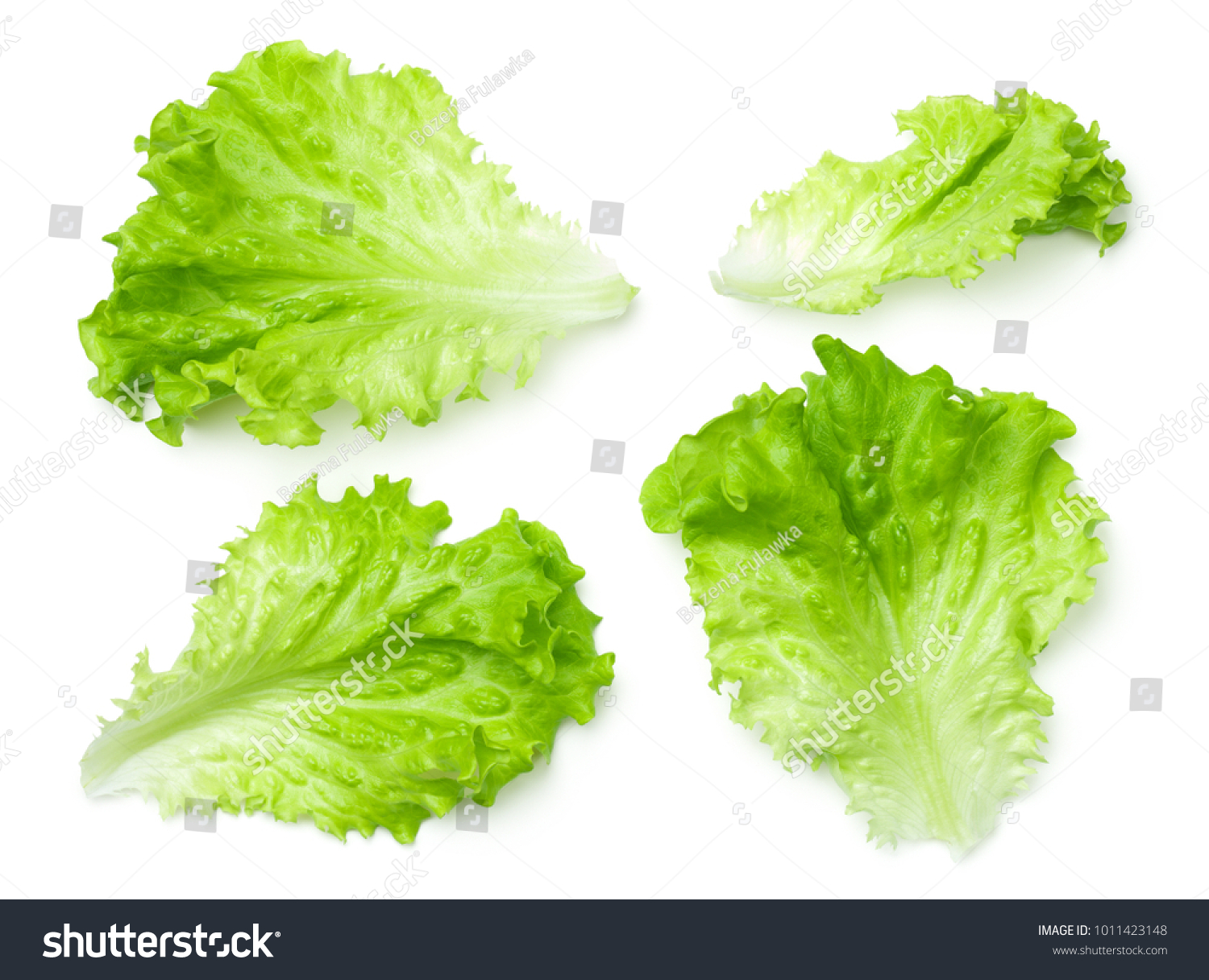 Lettuce leaves isolated on white background. Batavia salad. Top view  #1011423148