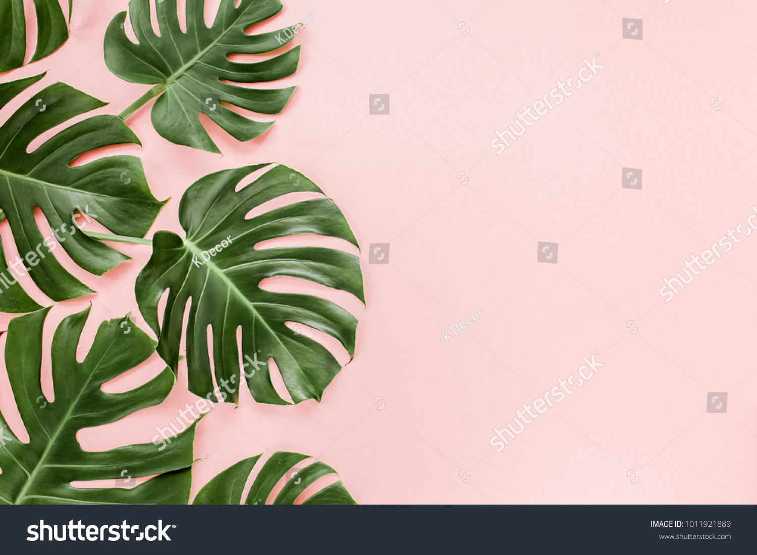 Tropical leaves Monstera on pink background. Flat lay, top view #1011921889