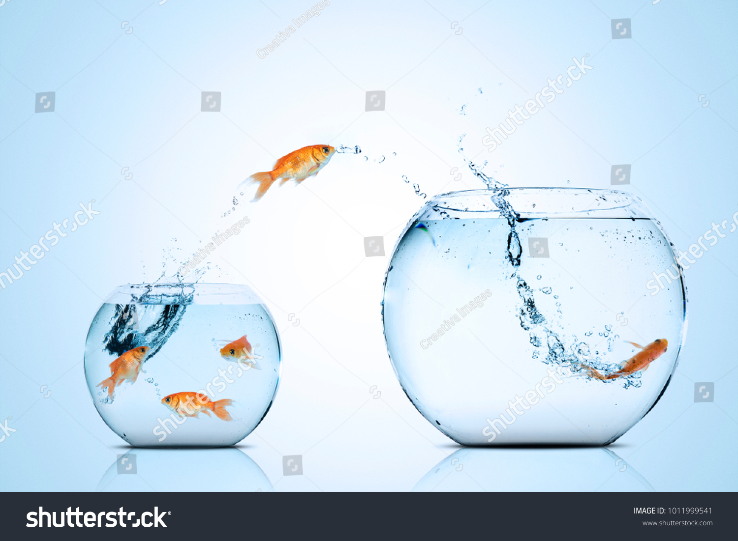 Picture of golden fish moving to better place in the larger aquarium #1011999541