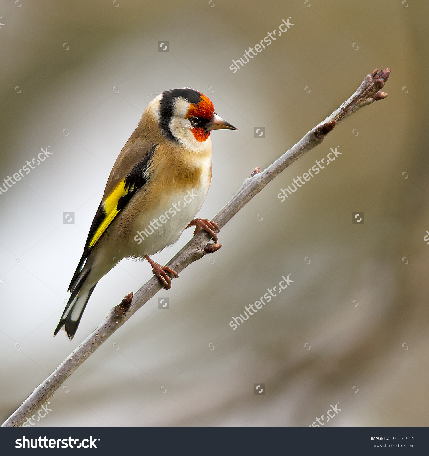Goldfinch (Carduelis carduelis) #101231914