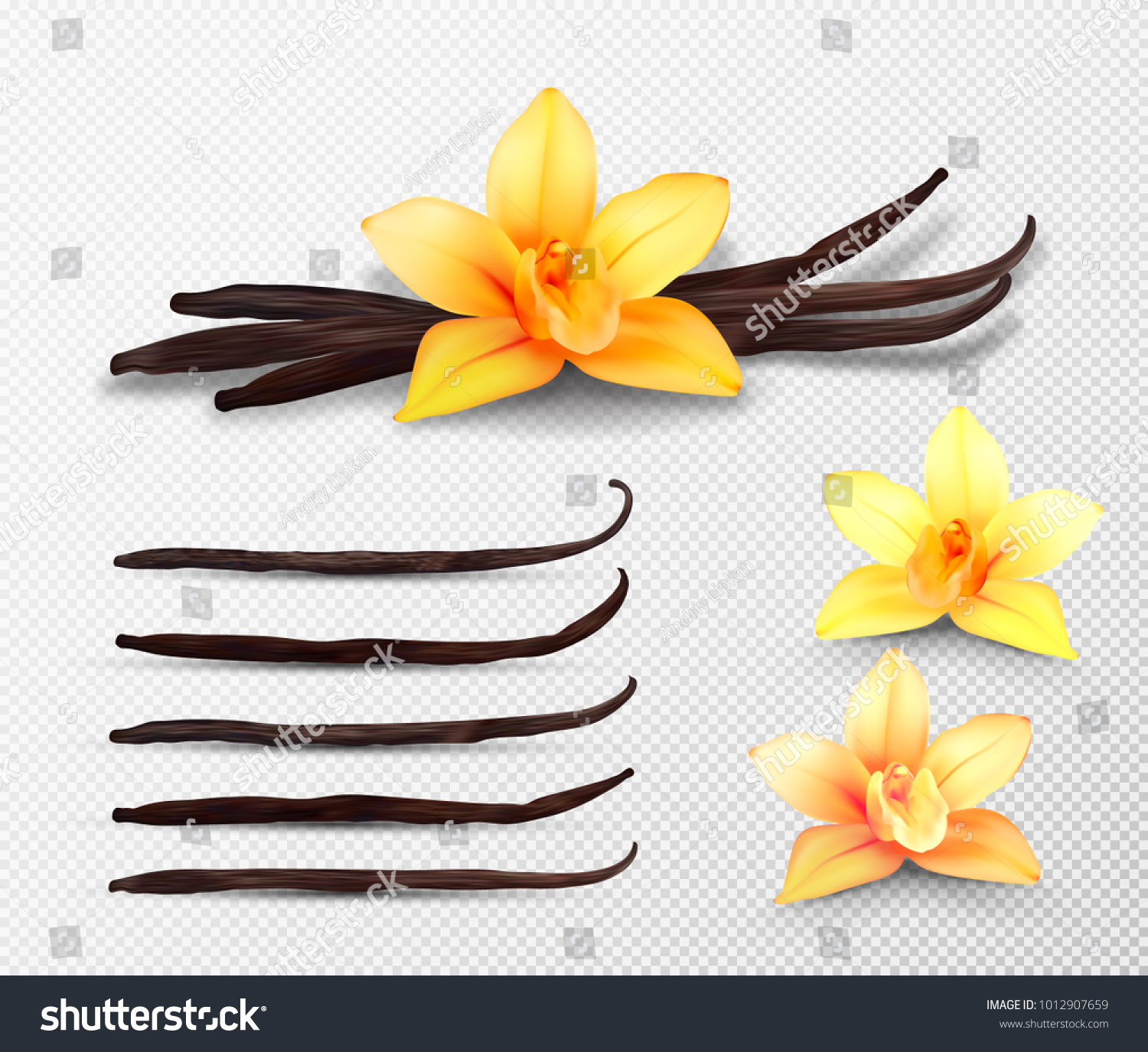 Realistic vector set of isolated elements. Vanilla flowers and pods or sticks #1012907659