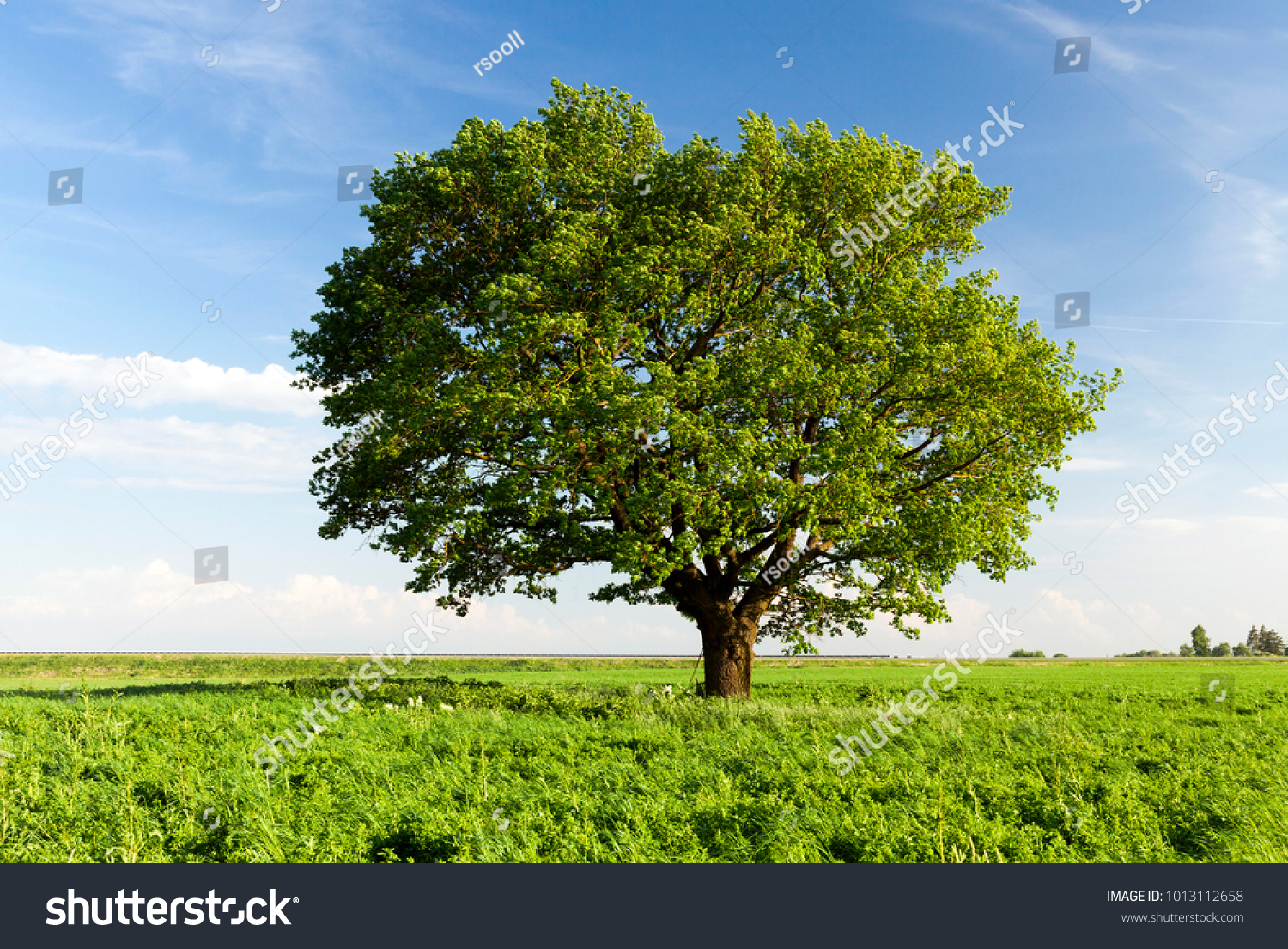 a field on which grows one beautiful tall oak tree, a summer landscape in sunny warm weather #1013112658