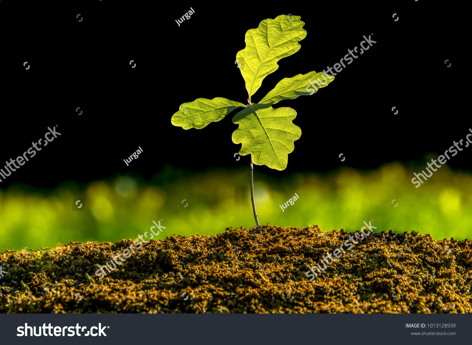 Small oak plant in the garden. Tree oak planted in the soil substrate. Seedlings or plants illuminated by the side light. Highly lighted oak leaves with dark background and green grass. #1013128939