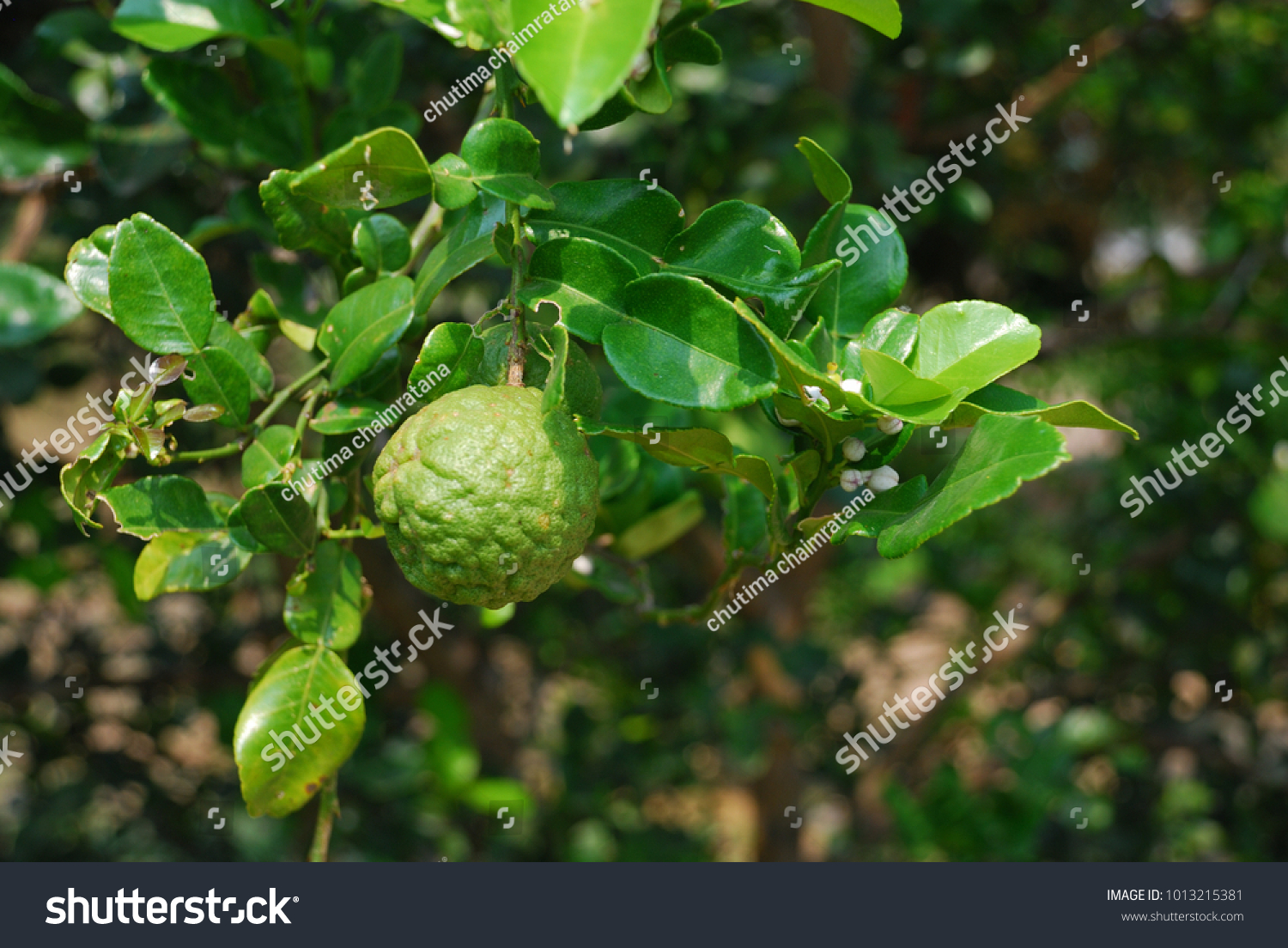 Citrus hystrix  Small tree Brown bark with spines pointed to the branches of the petiole leaves with a single leaf, white flowers, green flowers are blossoming and soft. #1013215381