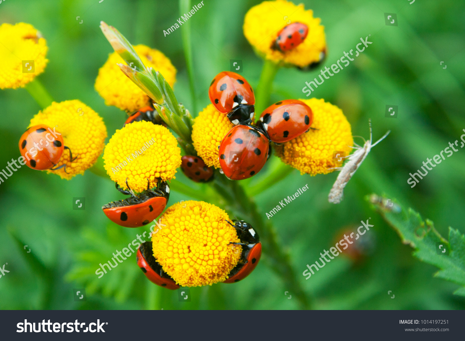 large group of ladybugs resting on yellow flowers with green background #1014197251