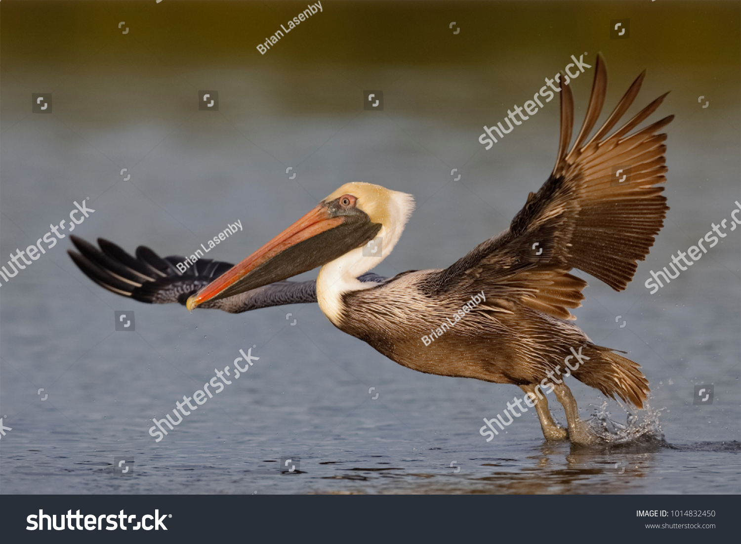 Brown Pelican (Pelecanus occidentalis) taking flight from a lagoon - Fort De Soto Park, Florida #1014832450