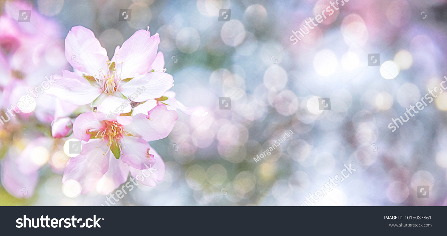 Almond blossoms over blurred nature background #1015087861