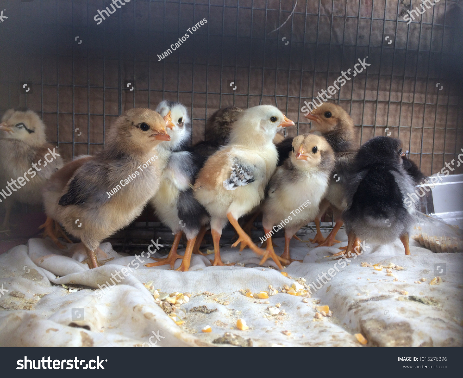 Chicks #1015276396