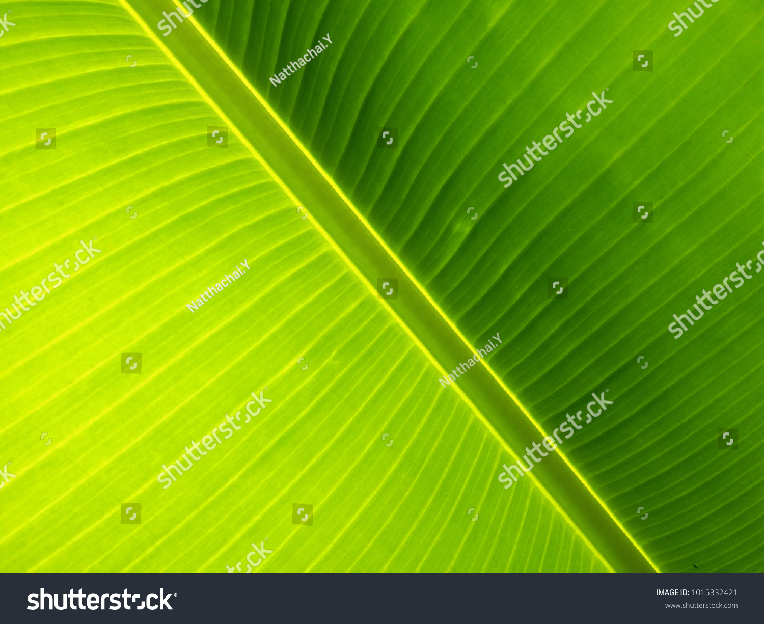 Background and texture of crosswise banana leaf #1015332421