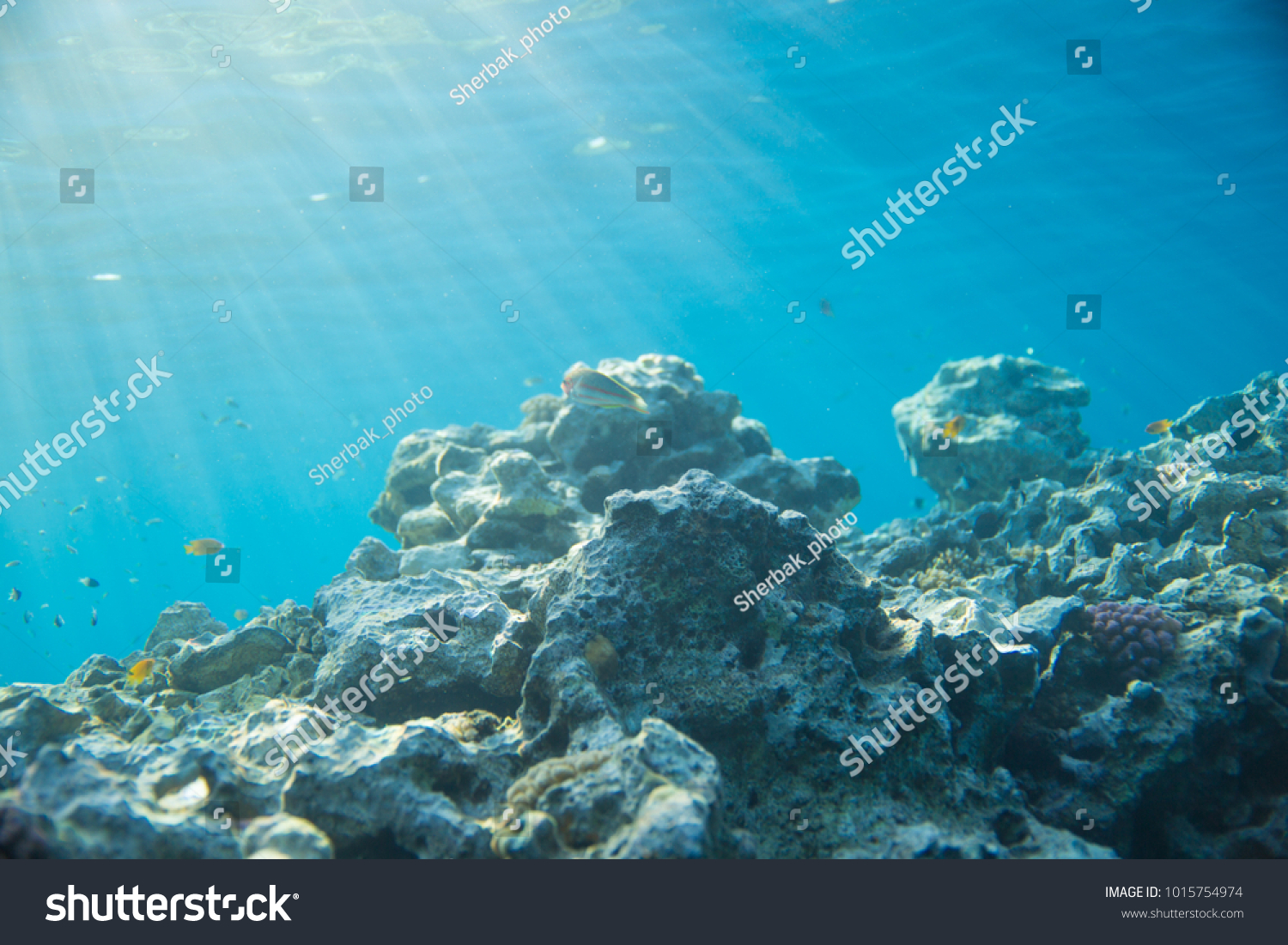 Sea, coral and fish. coral under water. The sun's rays shine on the coral #1015754974