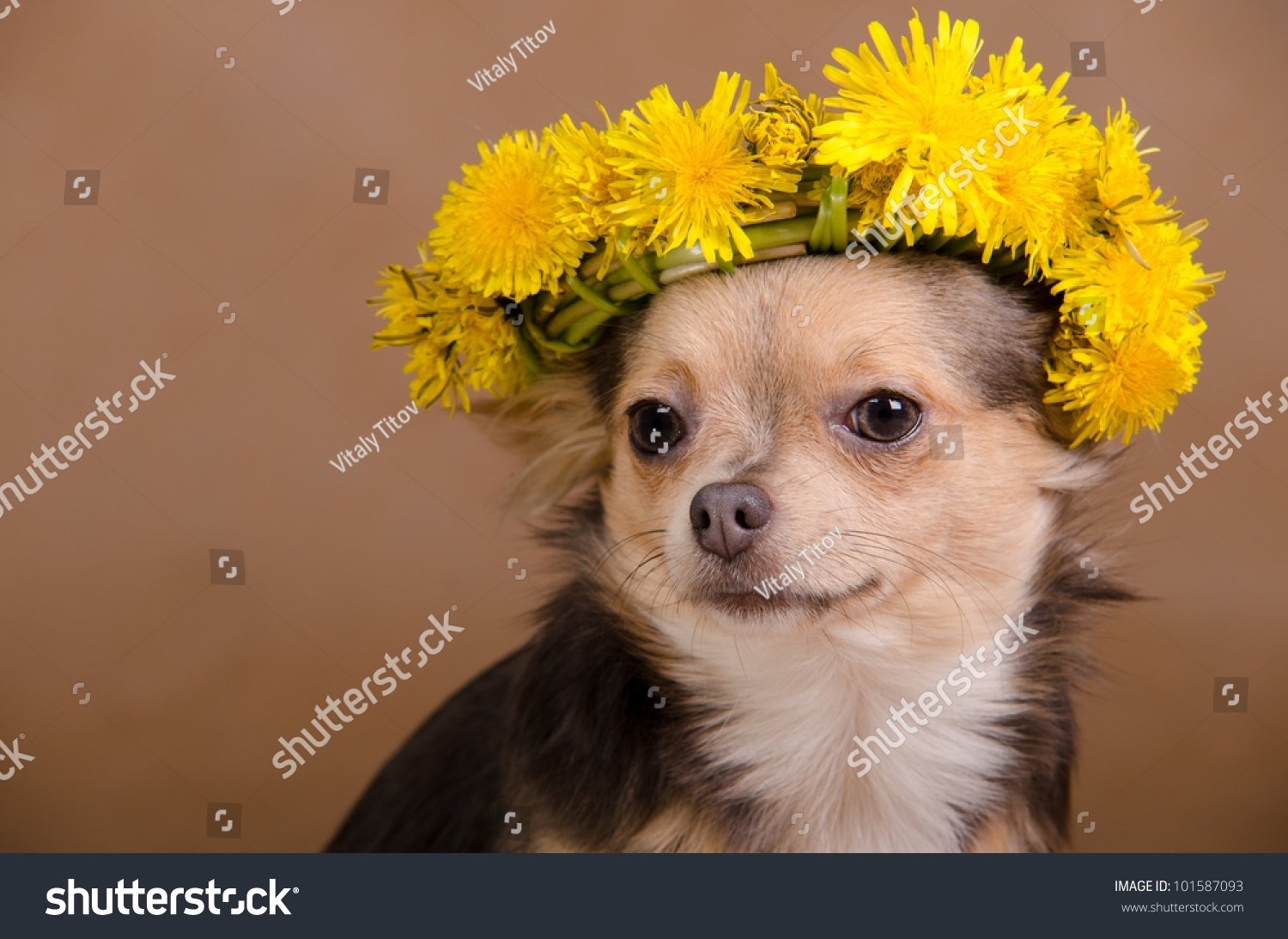 Chihuahua dog with wreath of dandelions #101587093