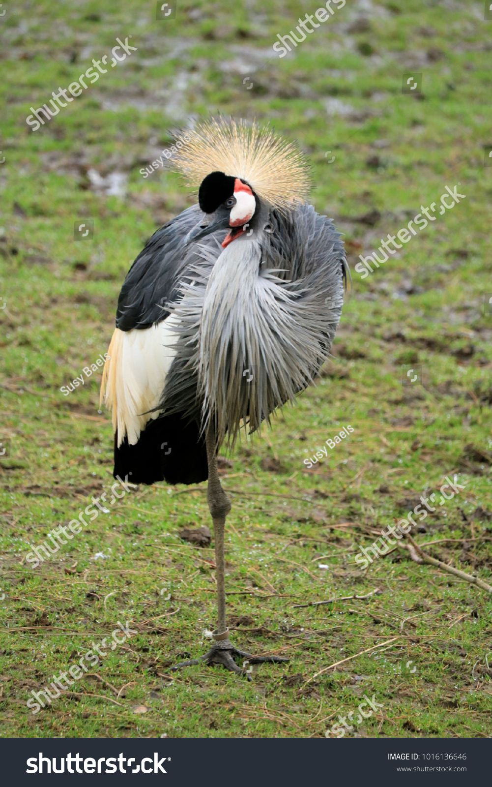 beautiful grey crowned crane #1016136646