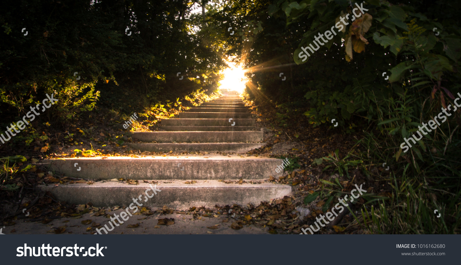 Sunbeams Through The Forest. Sunbeams illuminate a stairway surrounded by a tunnel of trees.
 #1016162680