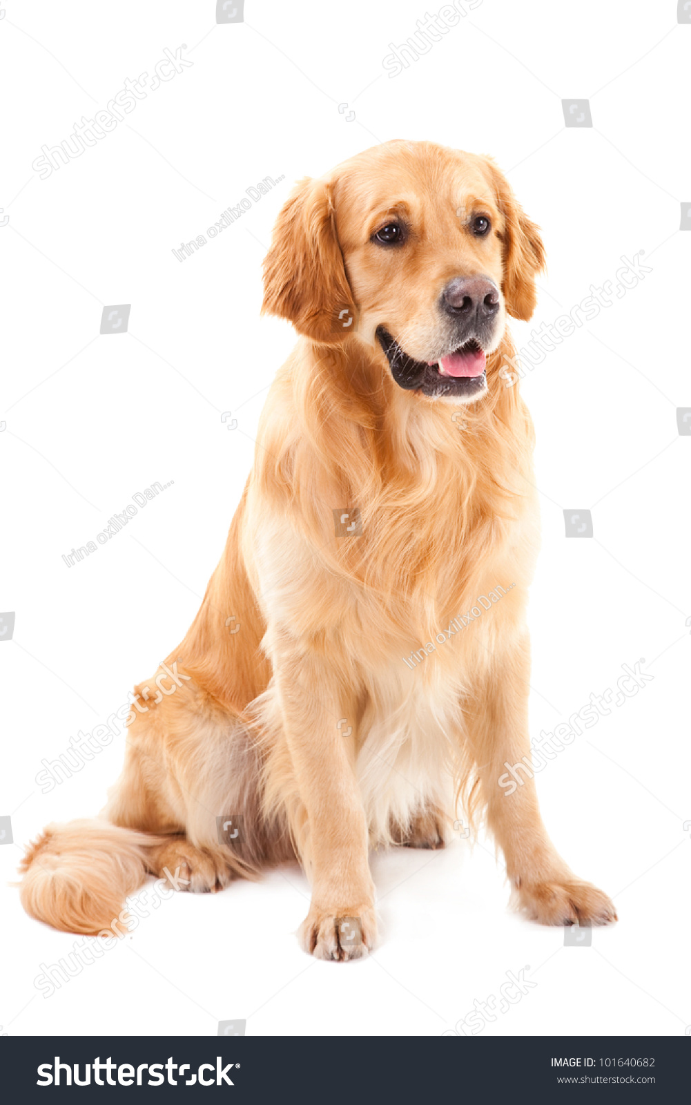purebred golden retriever dog sitting on isolated  white background #101640682
