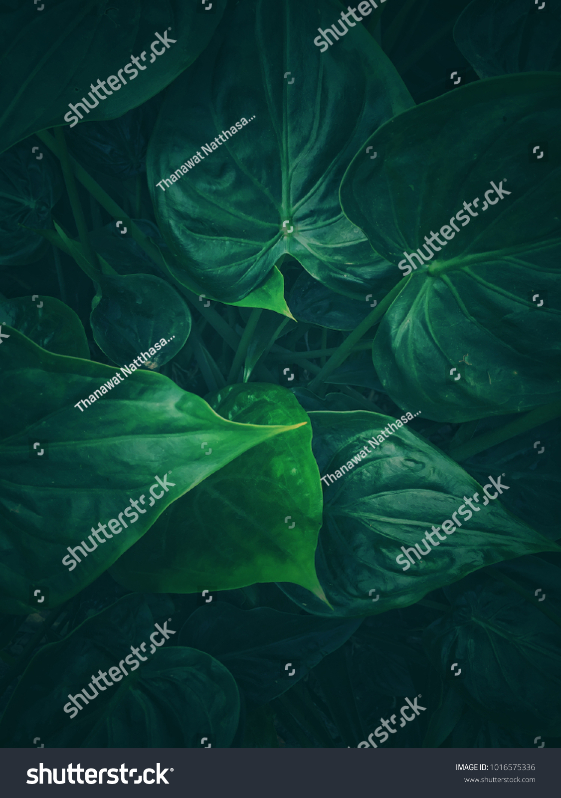 Green leaf heart #1016575336