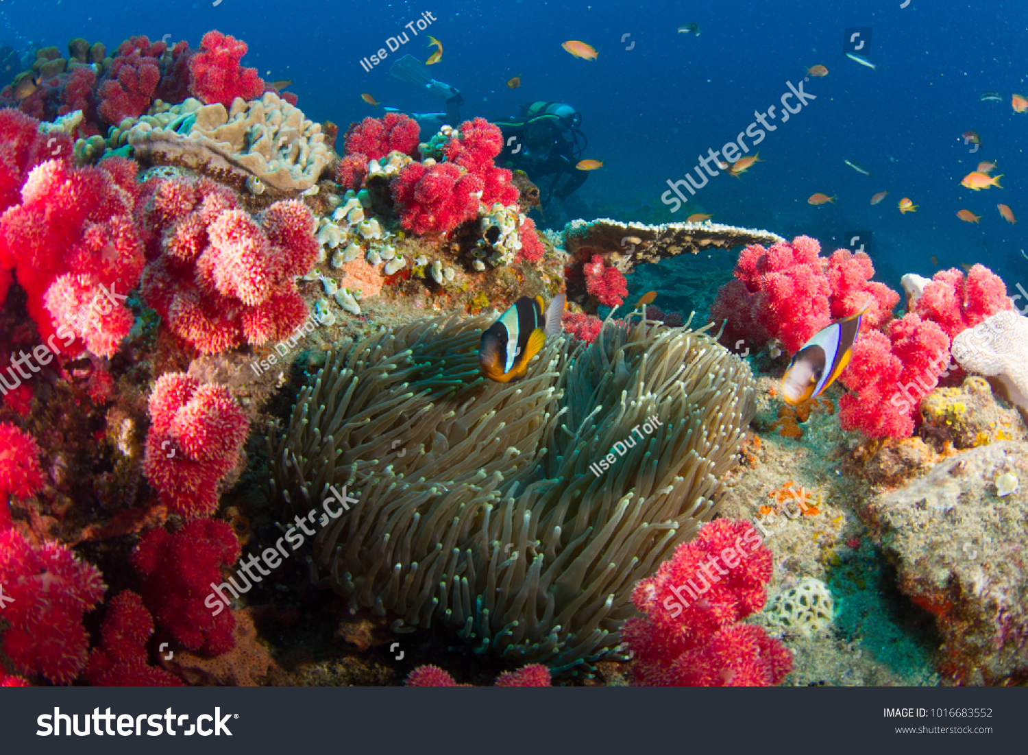 two-bar anemone fish #1016683552