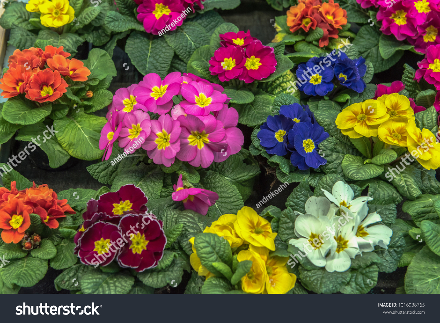 Primrose (primula vulgaris) is an early spring flower. They have a high variety of colors and can be used both as a balcony plant and bedding plant. They are perennial and beautiful. Concept: flowers #1016938765