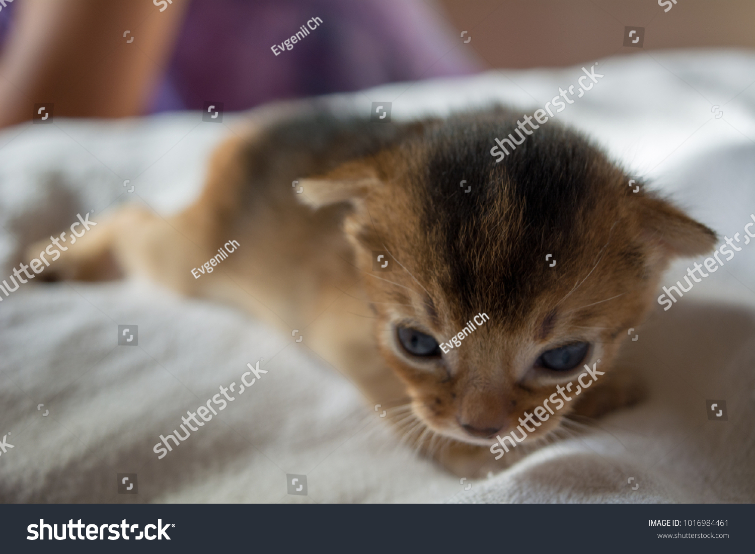 The kitten of the Abyssinian breed lies on a white blanket. #1016984461