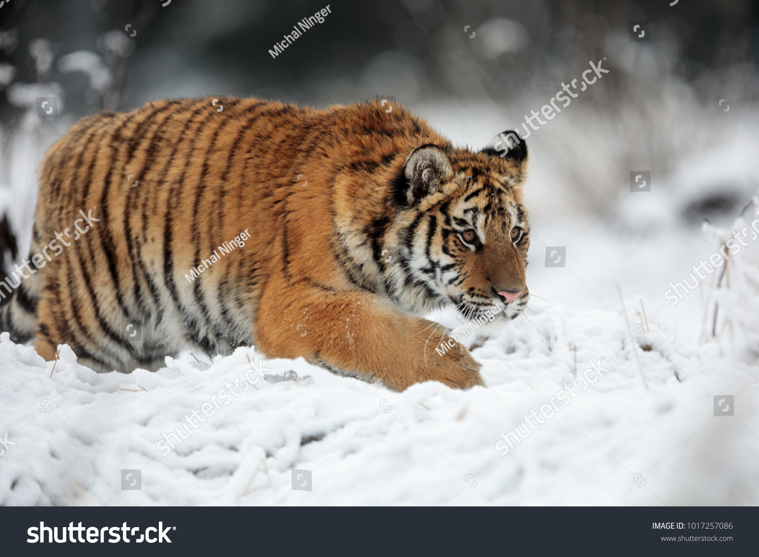 Siberian tiger creeps through the deep snow of the snowy landscape behind the prey #1017257086