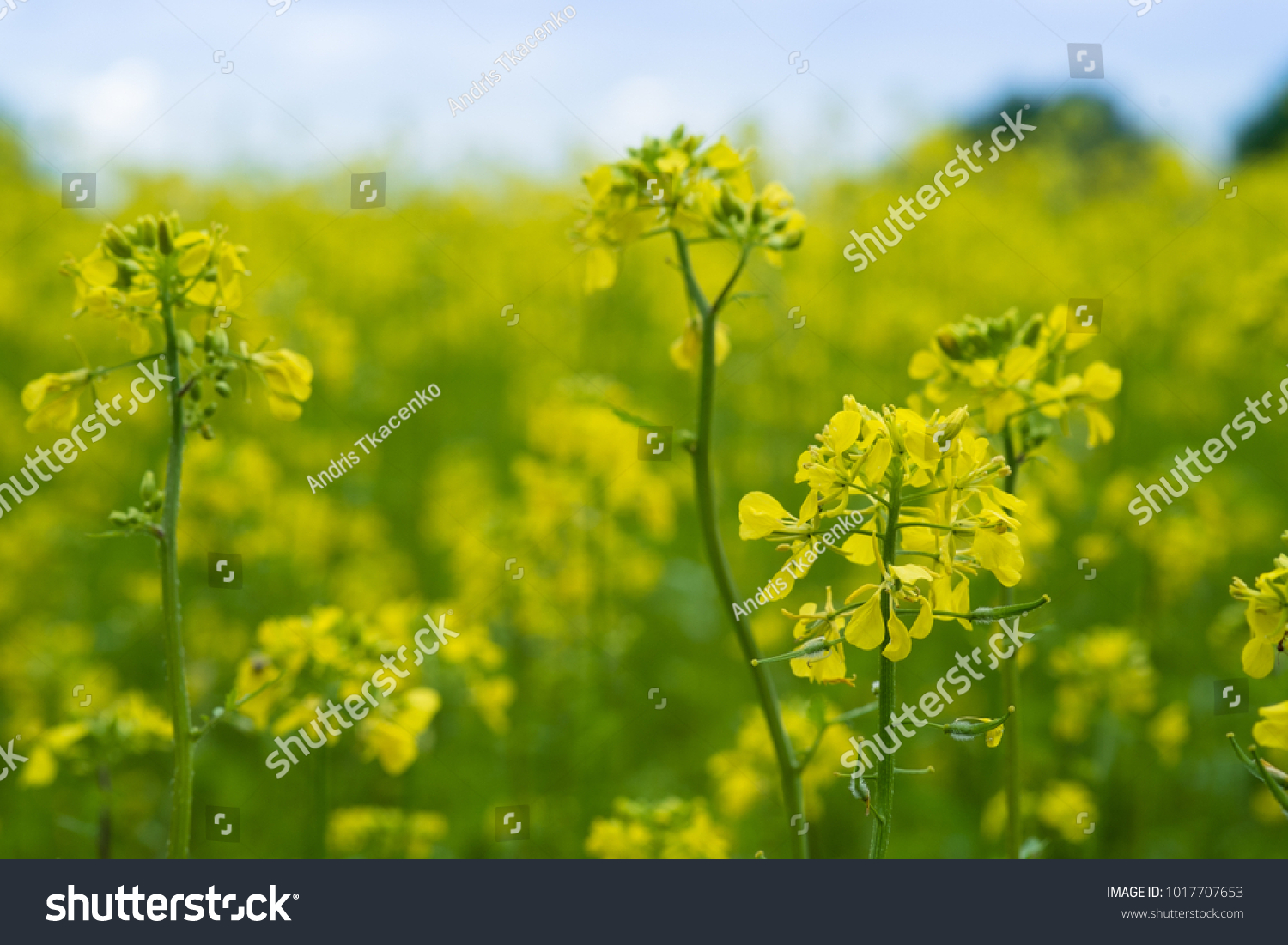 Mustard plants with green pods and beautiful yellow flowers at the farm #1017707653