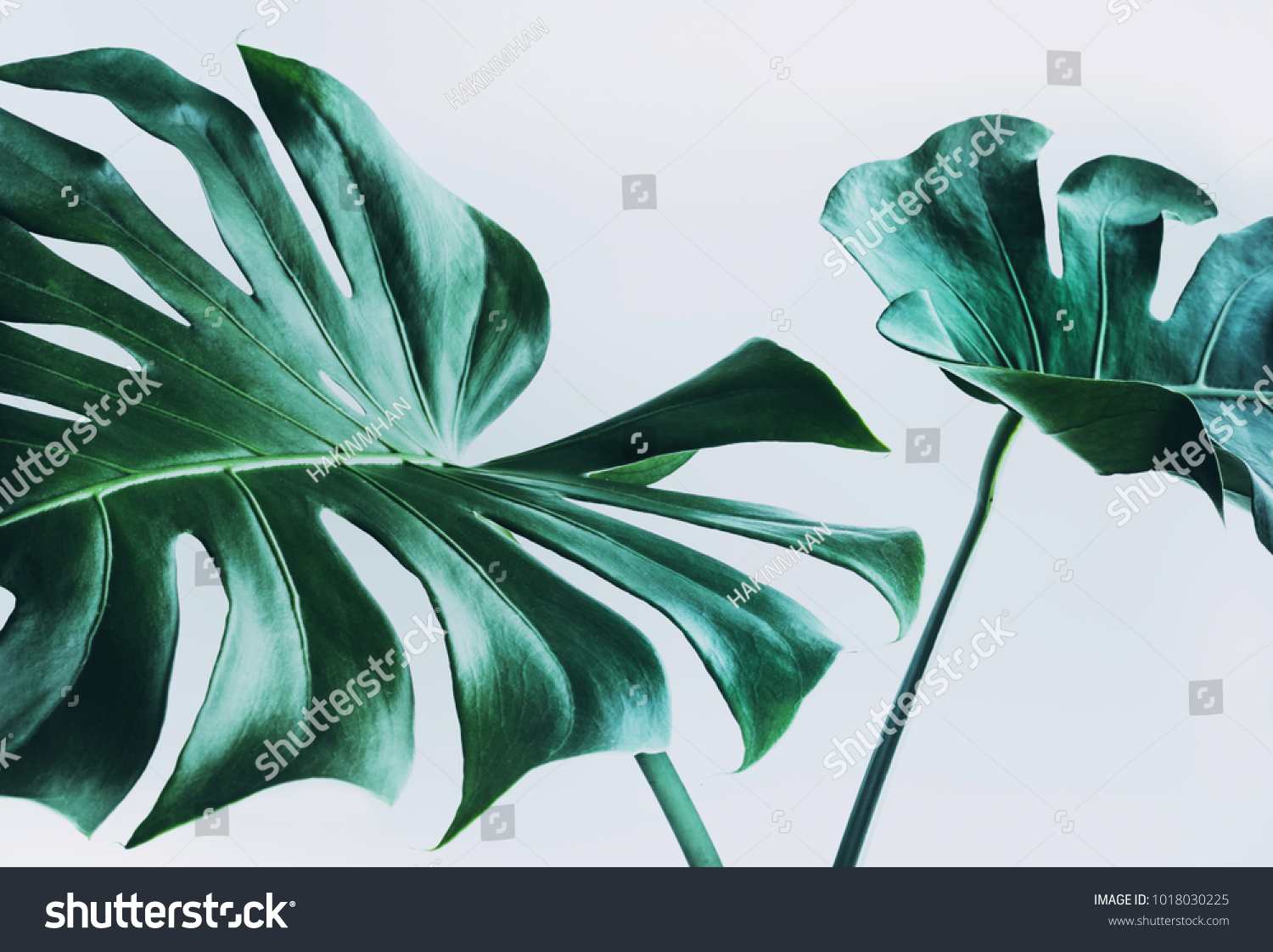 Real monstera leaves decorating for composition design.Tropical,botanical nature concepts ideas. #1018030225