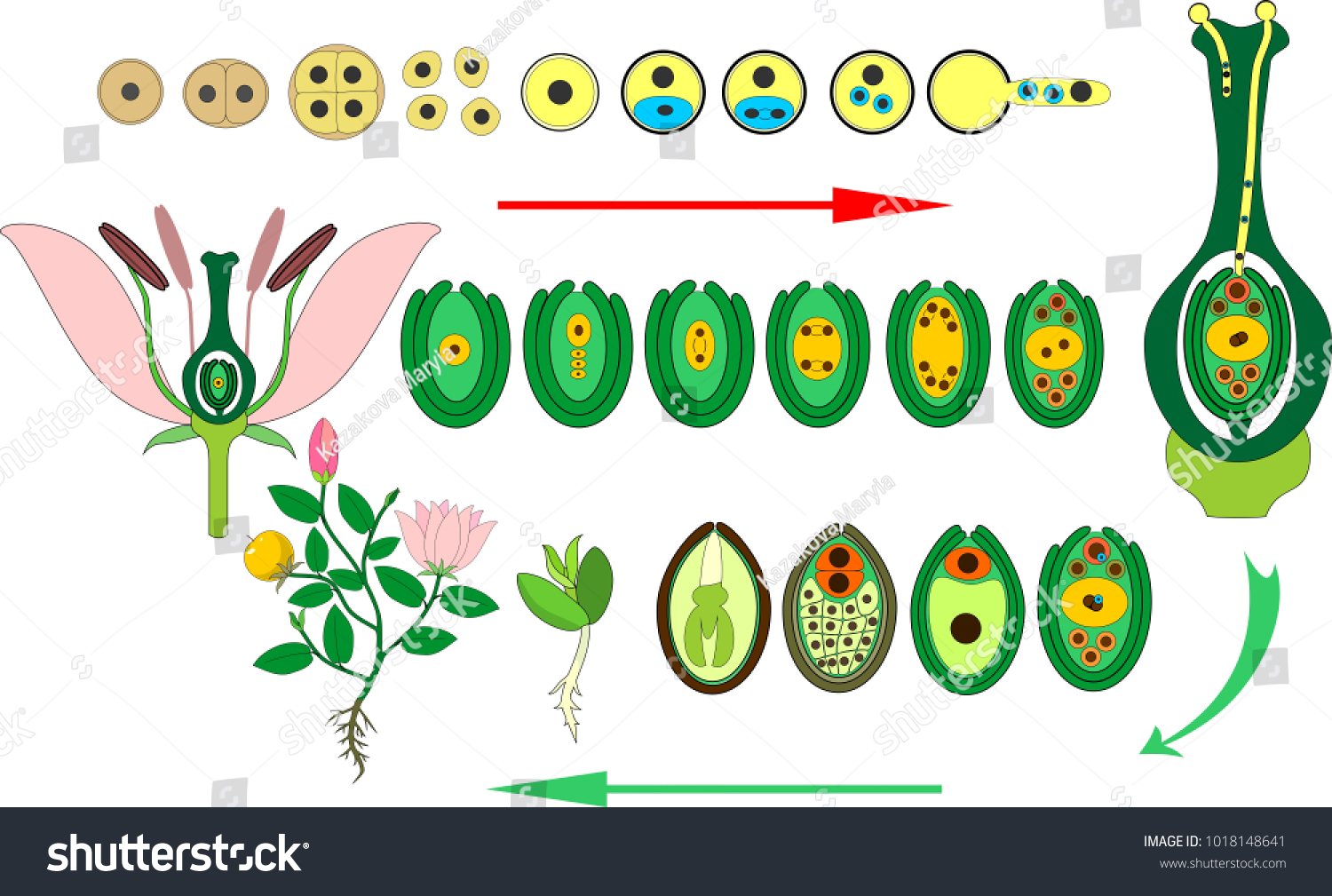 Life Cycle Of Flowering Angiosperm Plant With Royalty Free Stock Vector 1018148641 