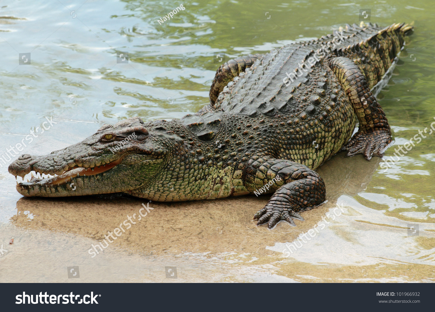 Crocodile #101966932