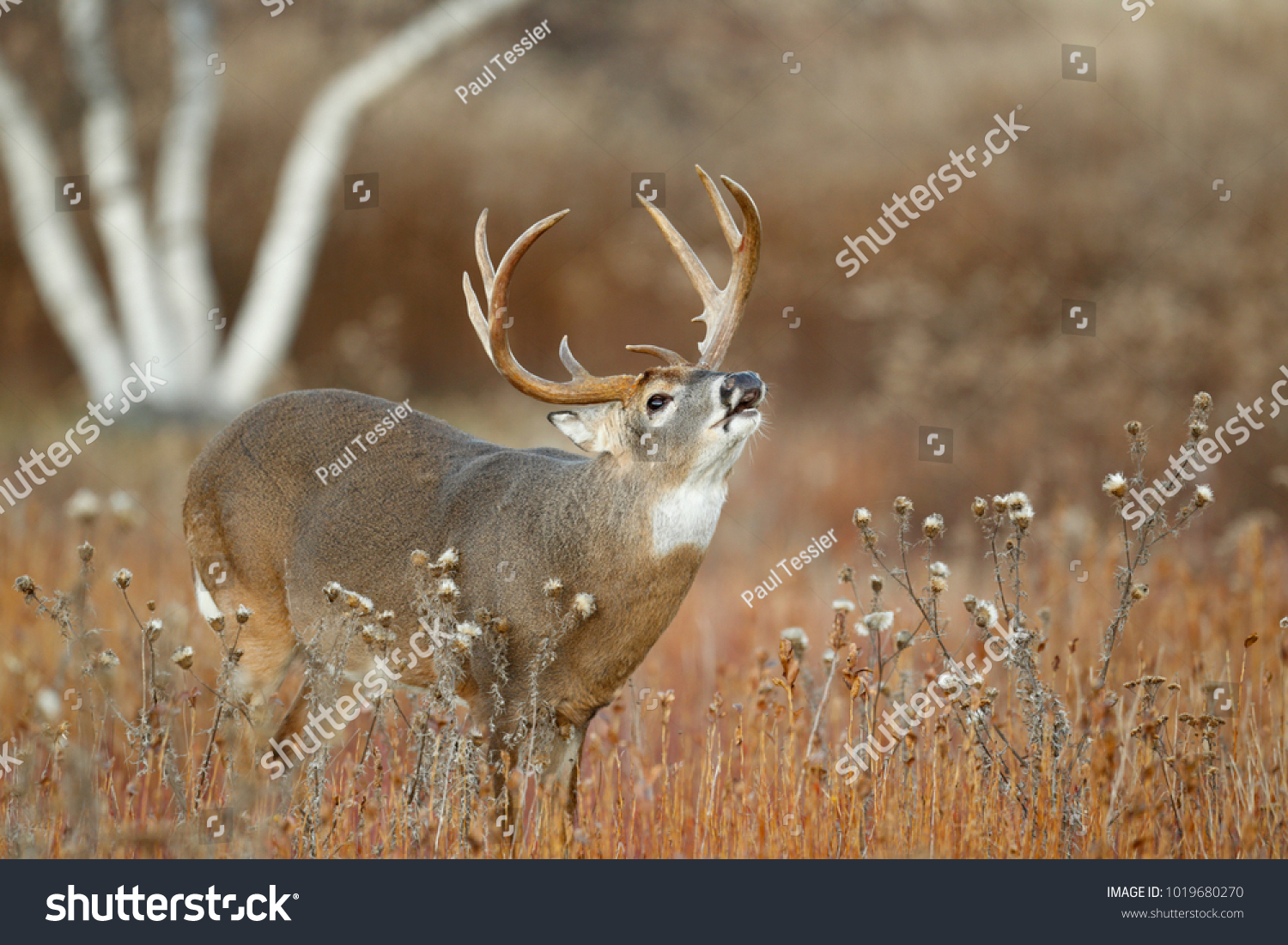A white-tailed deer standing in a meadow lip curling #1019680270