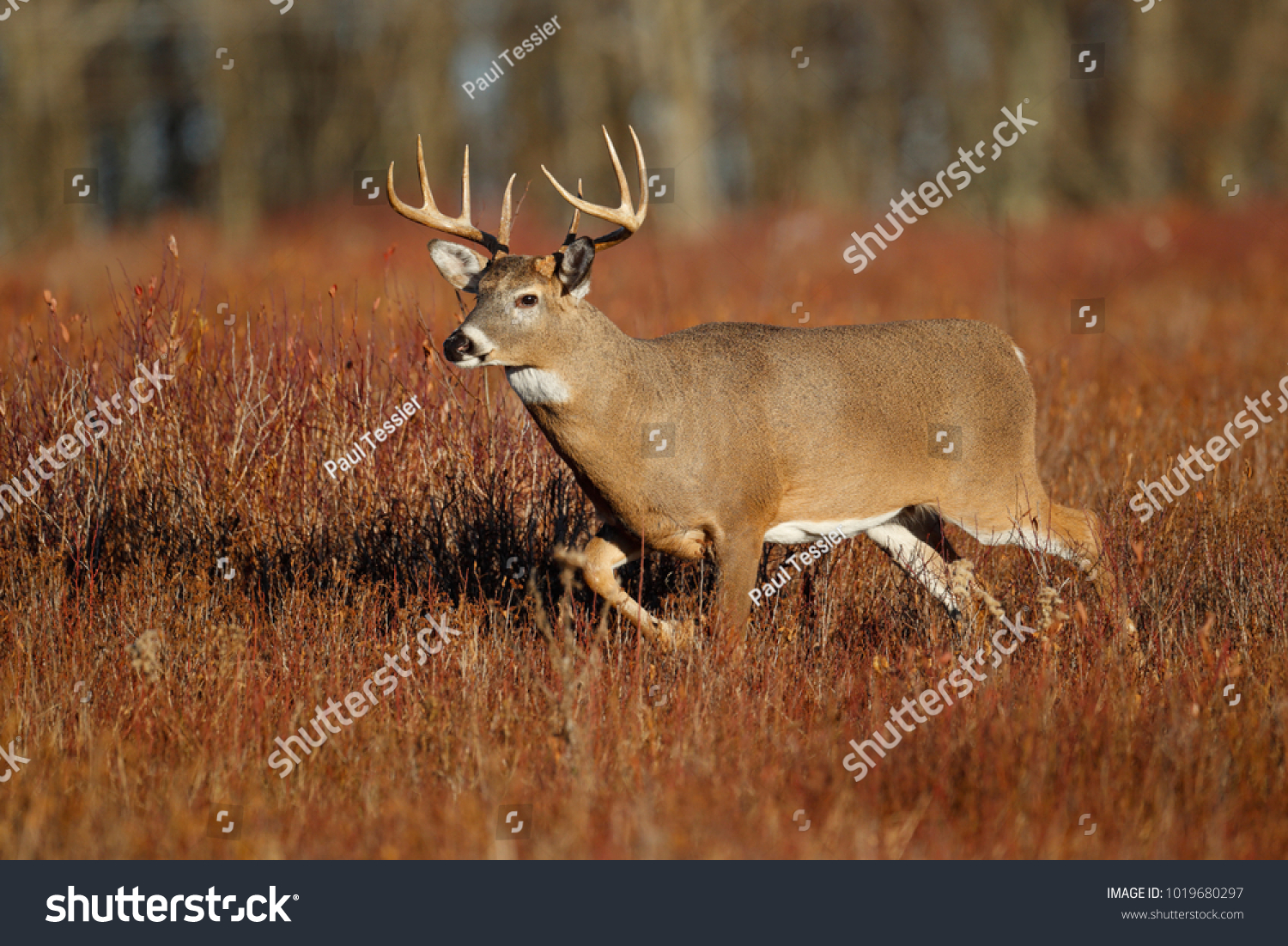 A white-tailed deer standing in a meadow #1019680297