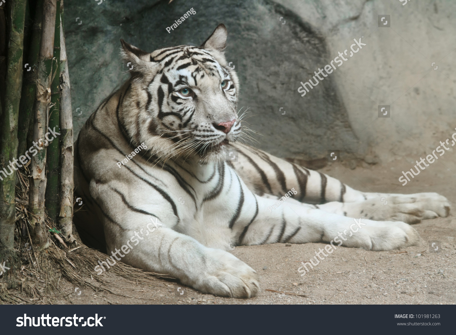 Portrait of white tiger #101981263