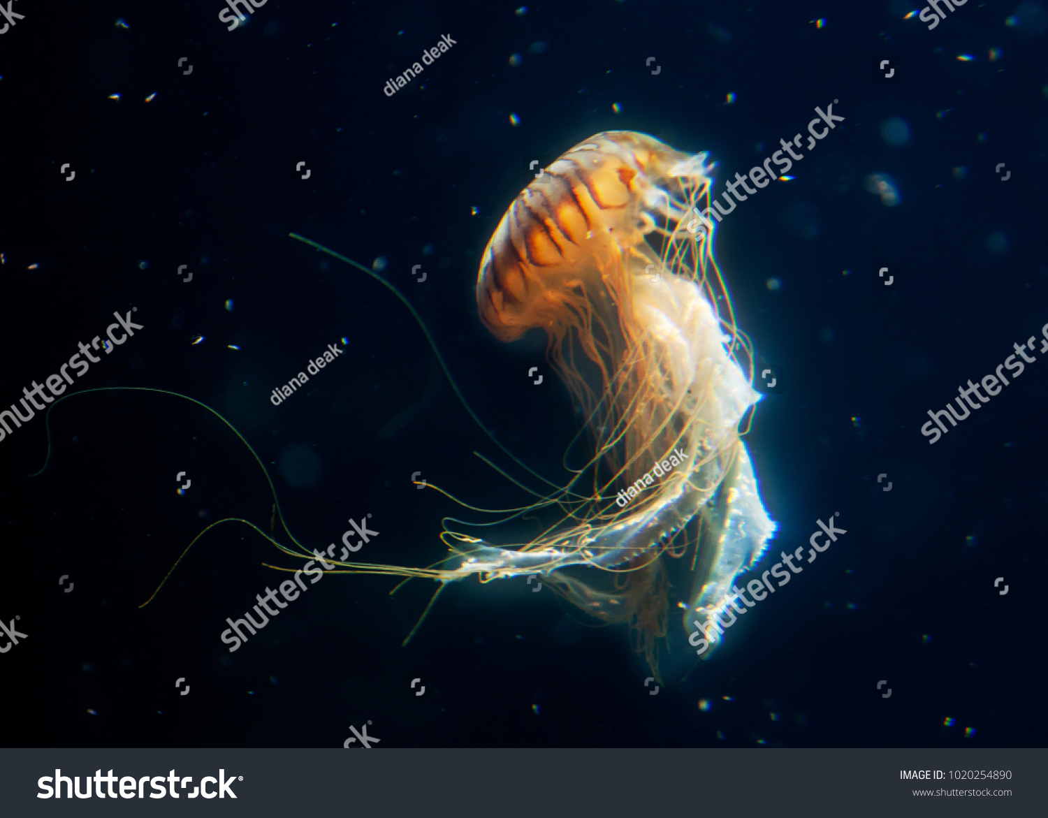  big jellyfish  marine #1020254890