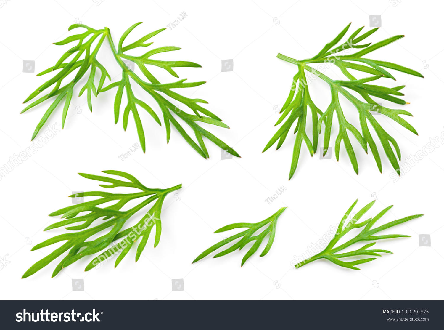 Dill. Fresh dill herb isolated on white. Collection. #1020292825