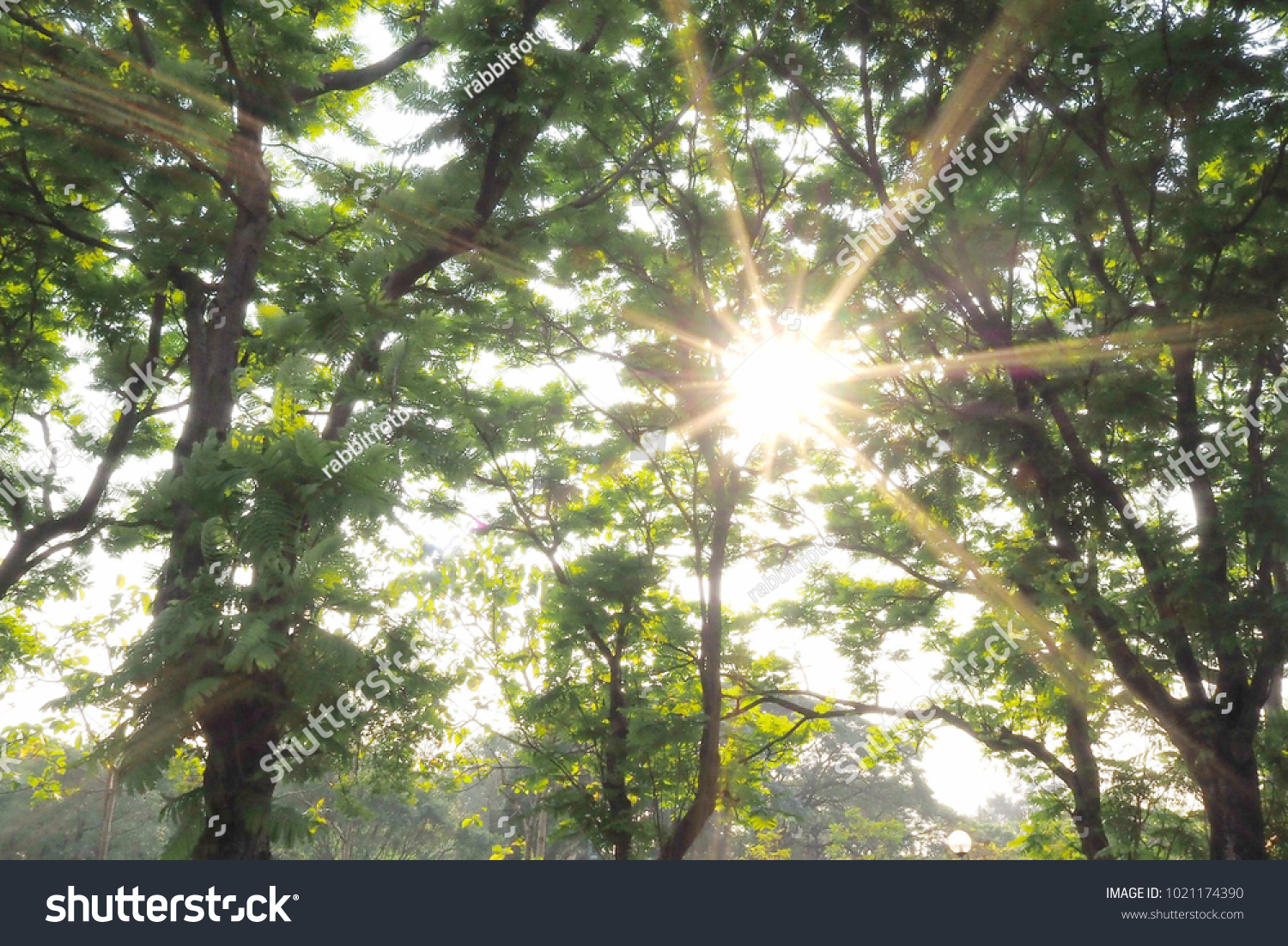 Light flare nature background,Shade and tranquility,Nature art green tree with leaves texture,Big tree in the garden. #1021174390