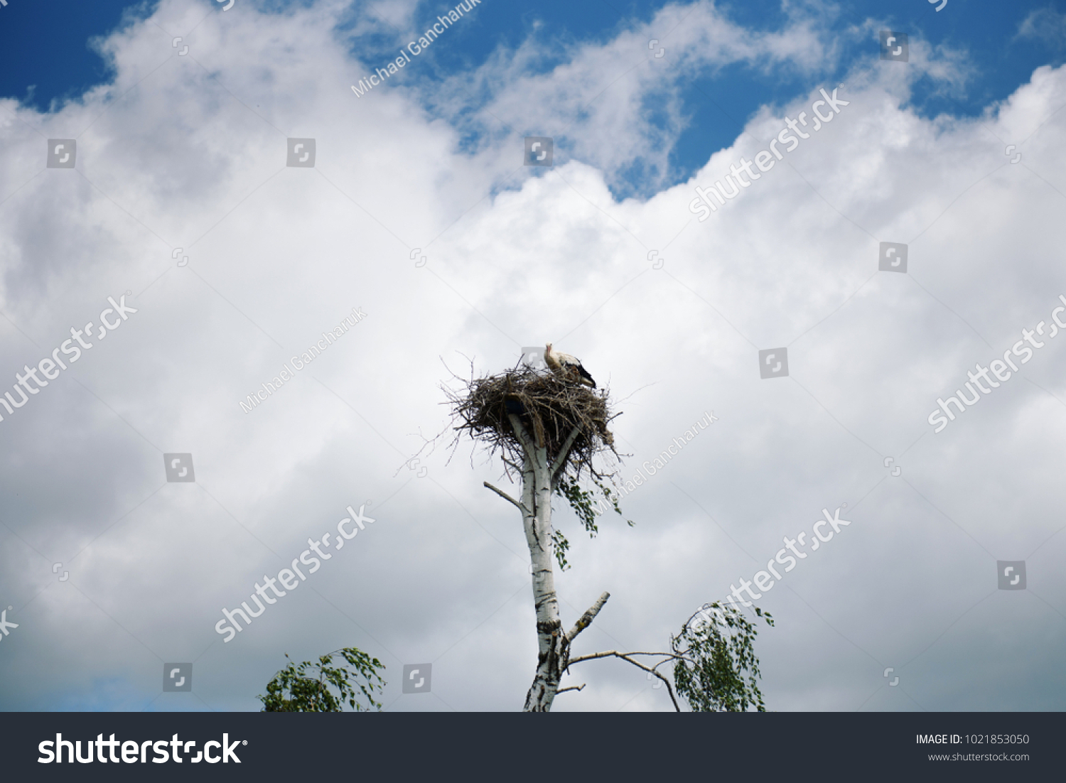 A white stork (Ciconia) is sitting in the nest in the tree against the background of a blue sky with clouds.  #1021853050